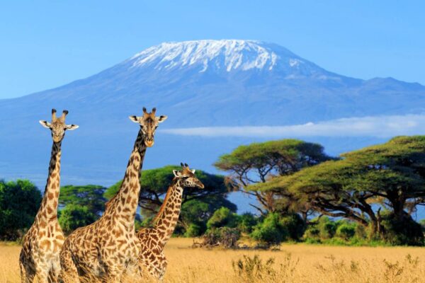9-Day Magical Kenya Wildlife Safari and Beach Holiday