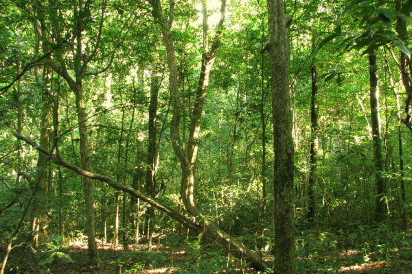 Budongo Forest Reserve Budongo Forest Reserve