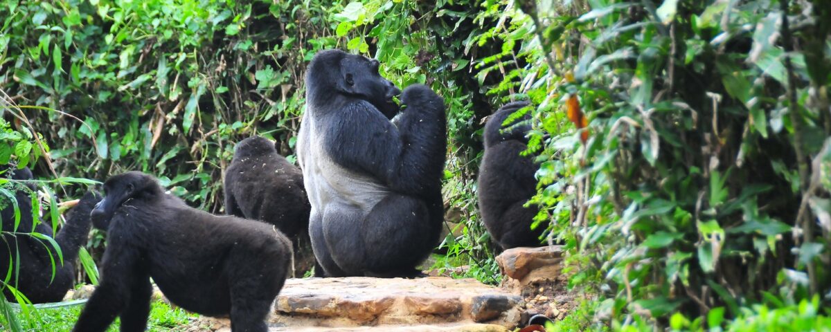 Bwindi Impenetrable Forest National Park