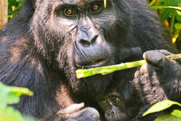 Uganda Gorilla Safaris