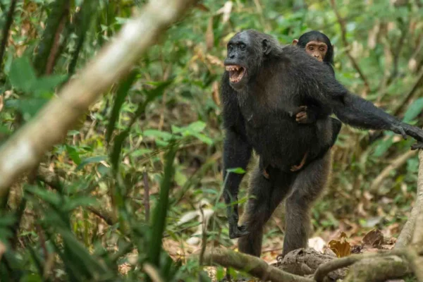 Chimpanzees-in-Mahale-Mountain-National-Park