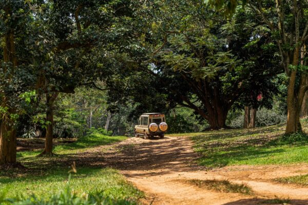 Rwanda Gorilla Trekking Safari