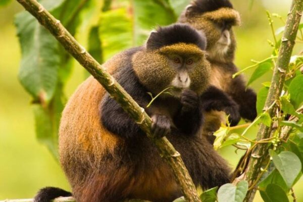 Golden Monkey Tracking Safari Experiences