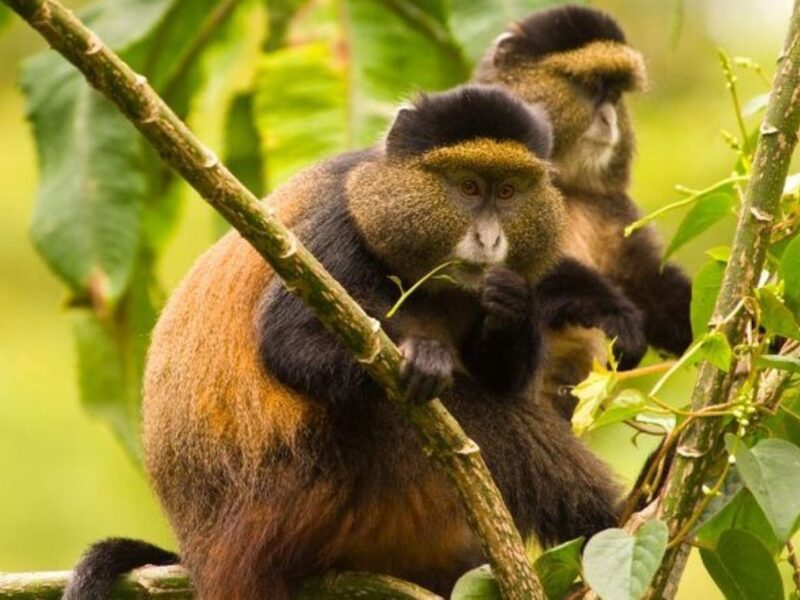 Golden Monkey Tracking Safari Experiences