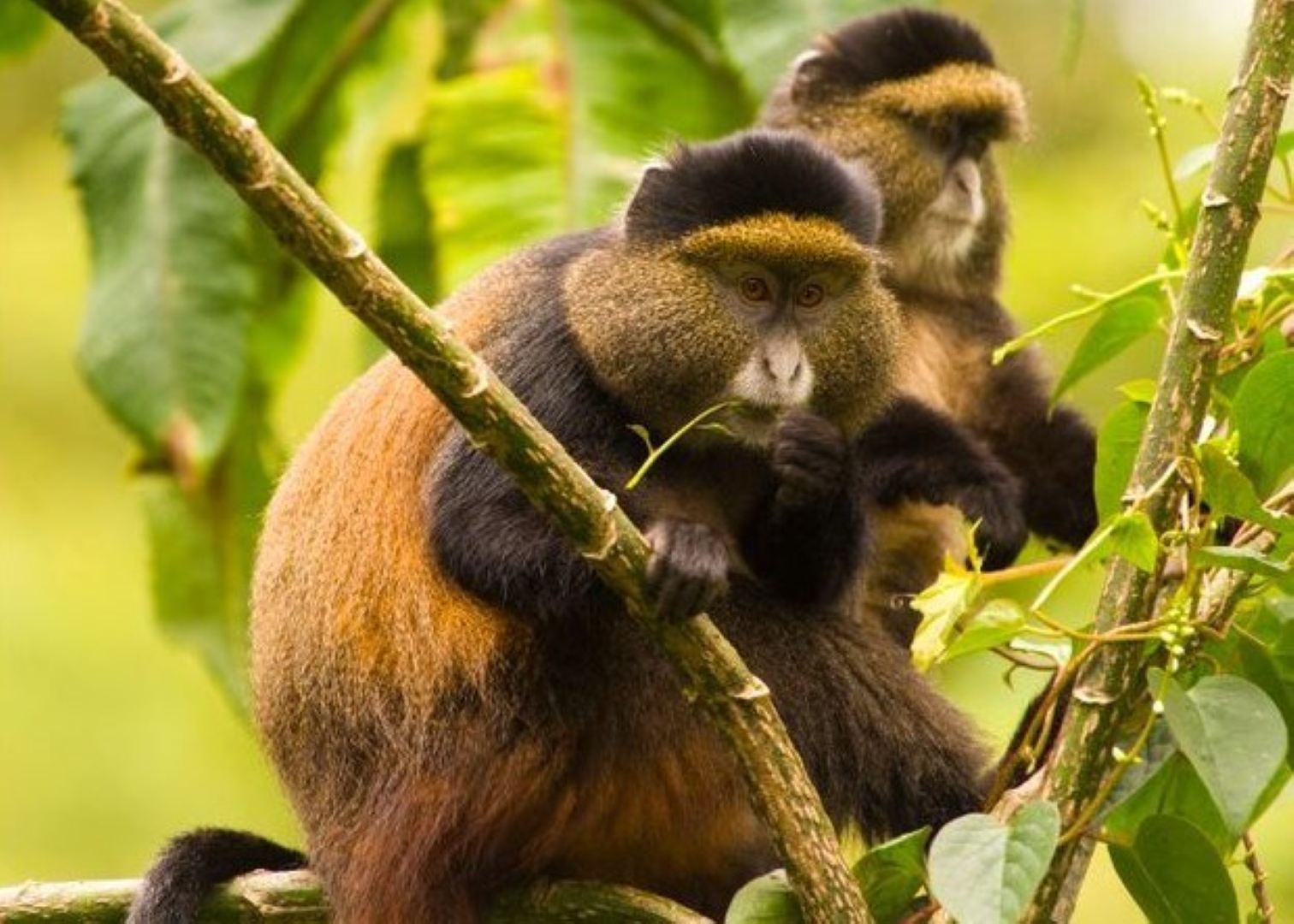 Mgahinga National Park