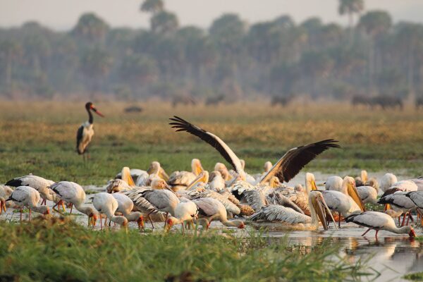 7-Day Tanzania Wildlife Wonders Experience Tour