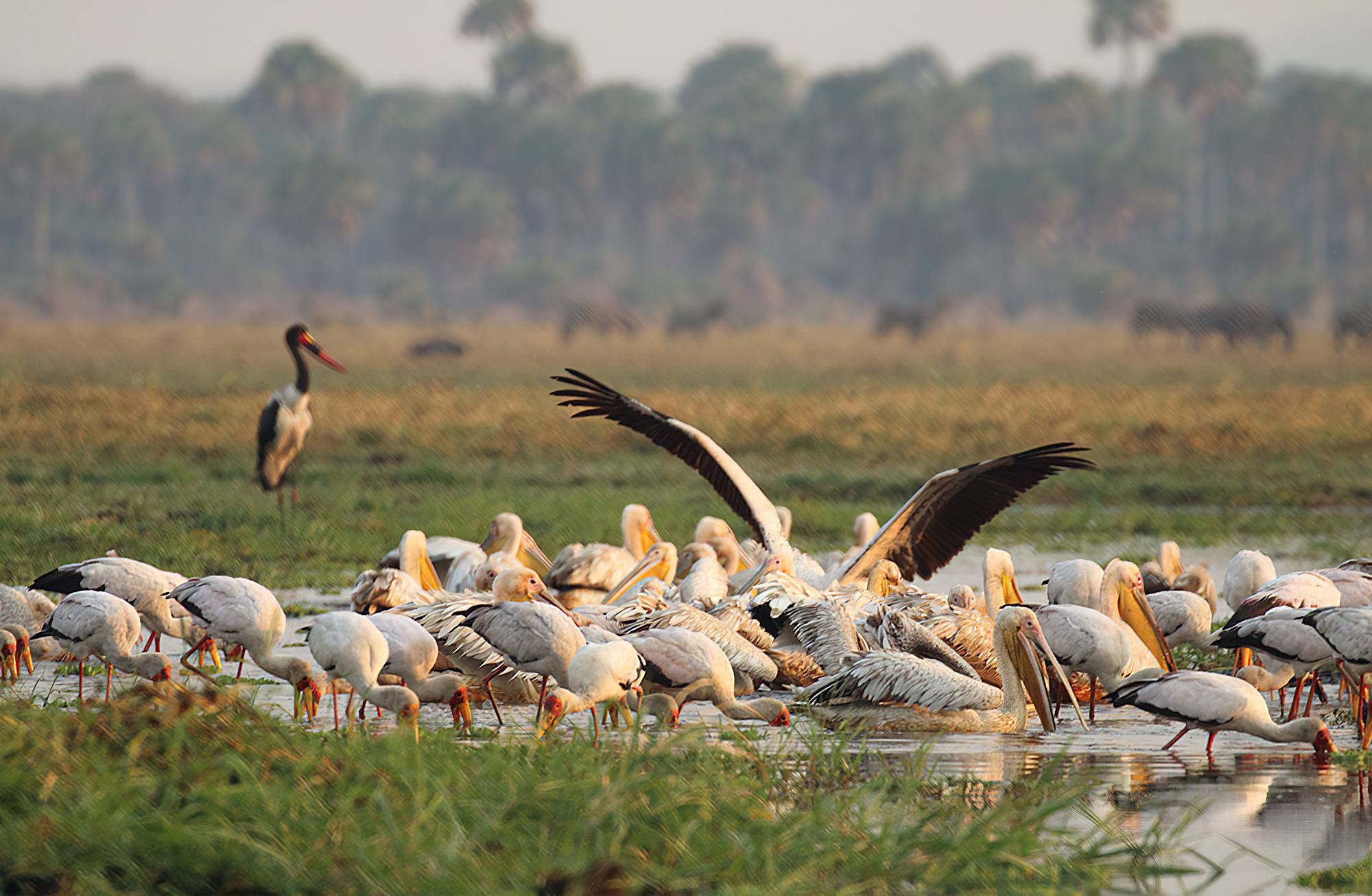 7-Day Tanzania Wildlife Wonders Experience Tour