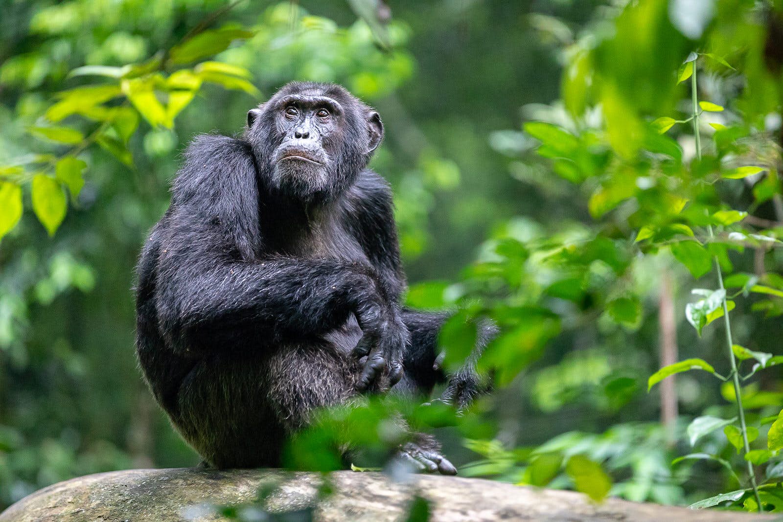 6 Days Uganda Chimps and Gorilla Trekking Safari