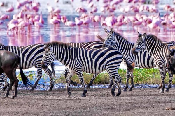 Tanzania Wildlife Safaris