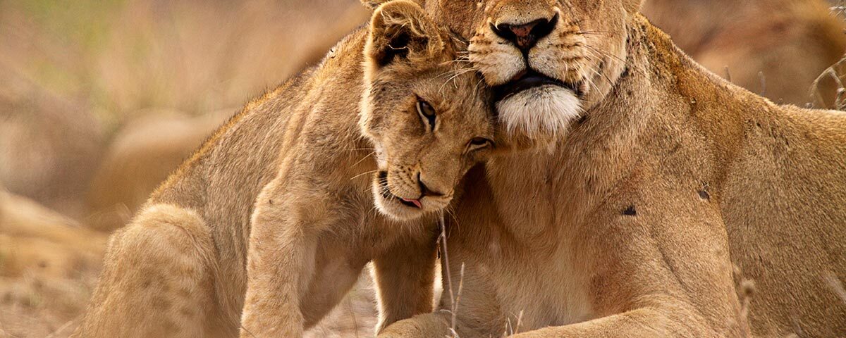 Uganda Wildlife Safaris