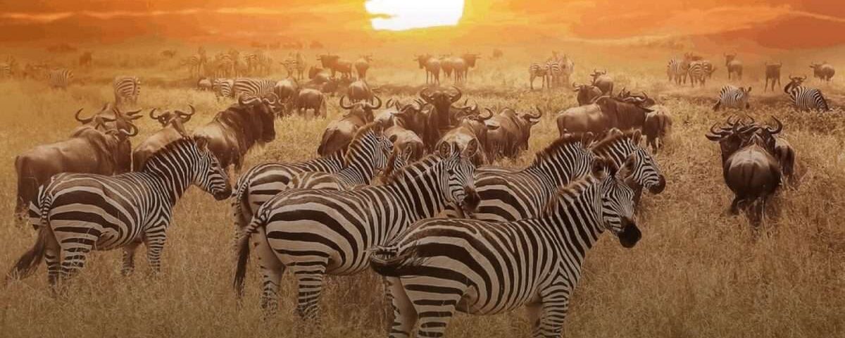 Kenya Wildlife Safaris