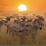 Kenya Wildlife Safaris