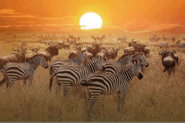 Kenya Wildlife Safaris