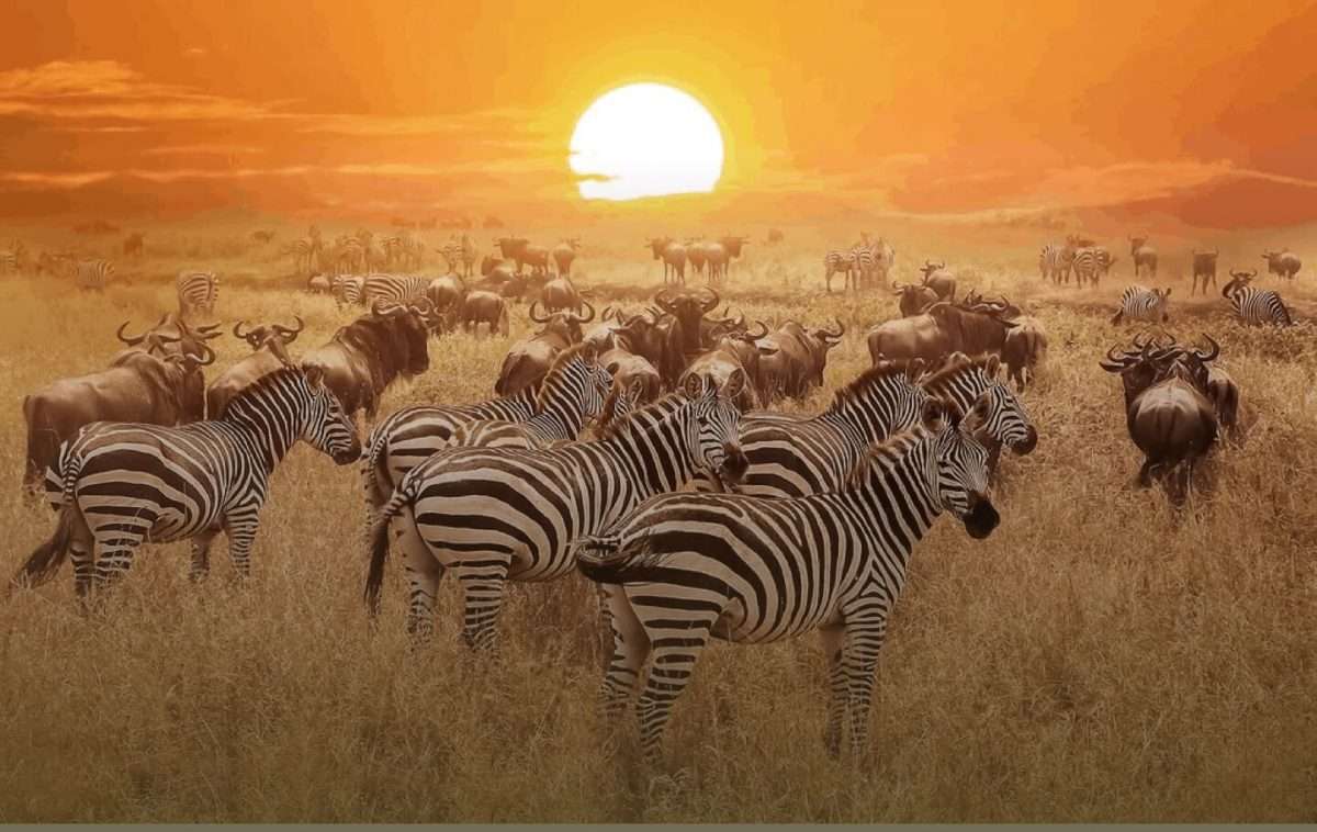 Kenya Wildlife Safaris