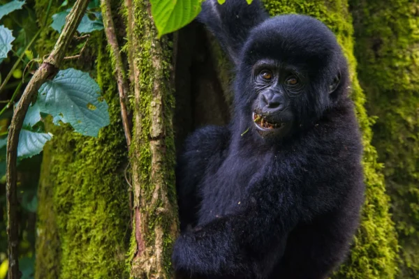 Rwanda Gorilla Safaris
