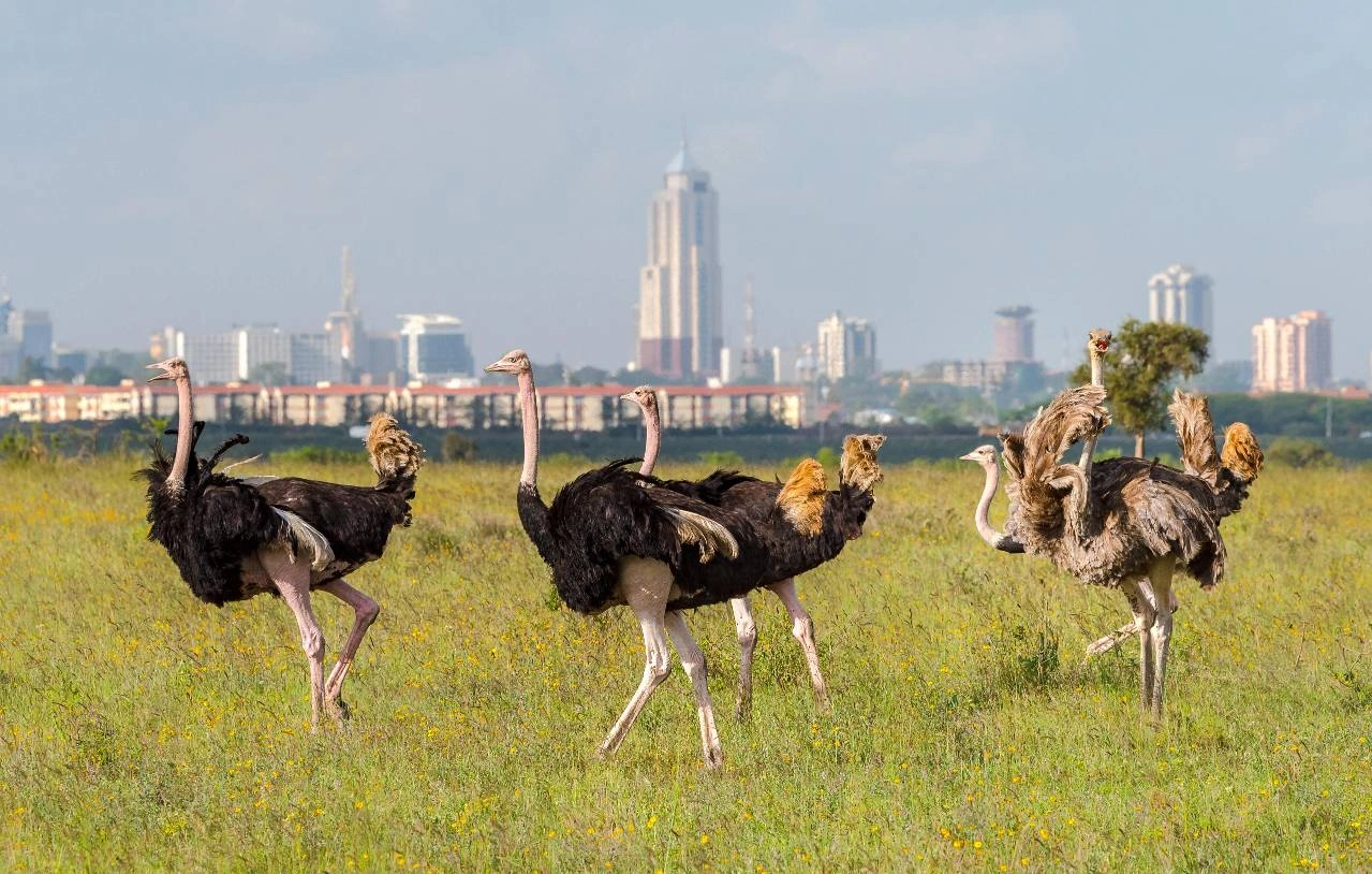 7-Day Kenya Adventure Safari Holiday