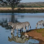 Nairobi National Park