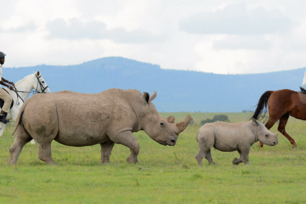 Ol Pejeta Conservancy