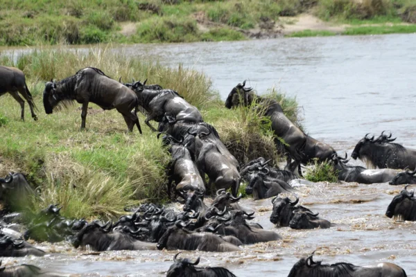 8-Day Tanzania Northern Circuit Safari