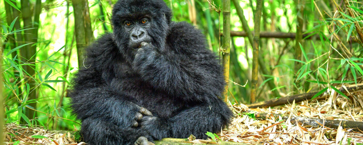 Volcanoes National Park, Rwanda