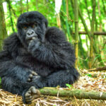 Volcanoes National Park, Rwanda