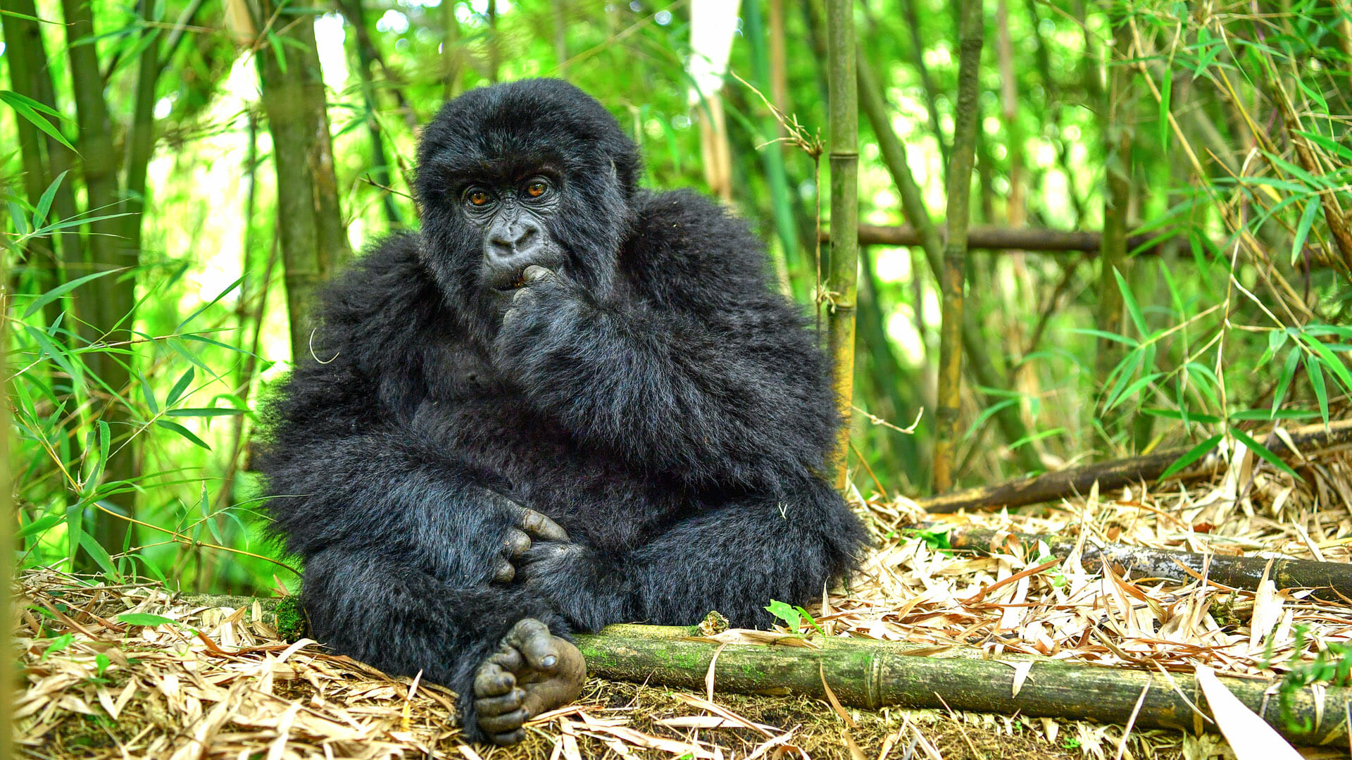 Volcanoes National Park, Rwanda