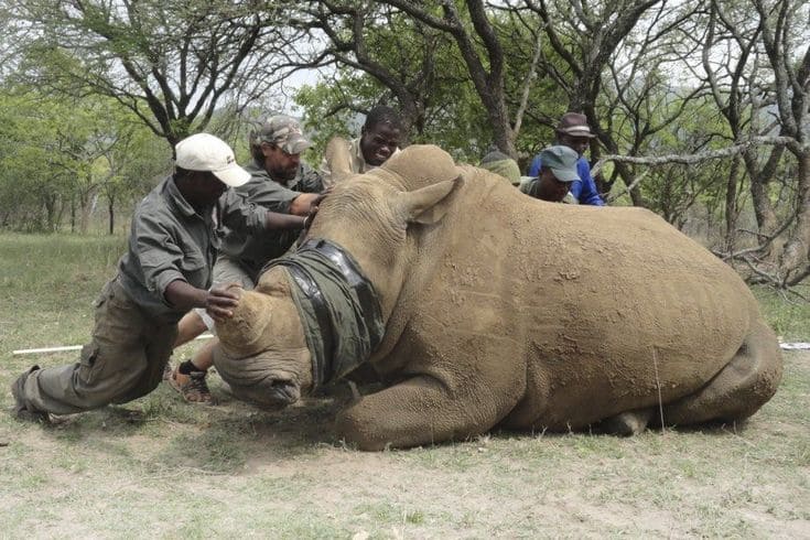 10 Days Uganda Safari Experience