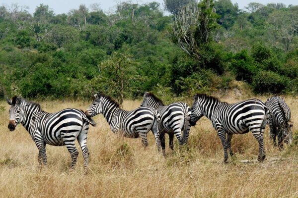 Zebra-in-Lake-Mburo-National-Park-05 Zebra-in-Lake-Mburo-National-Park-05