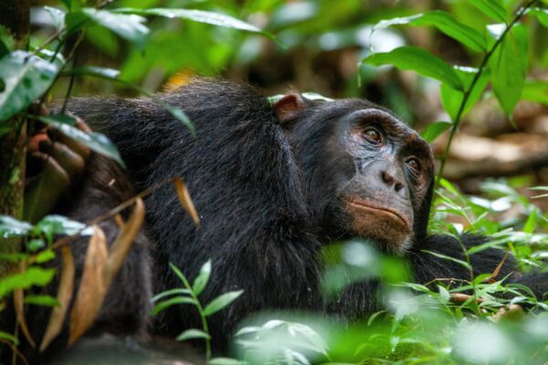 chimpanzee-safari-tours-scaled