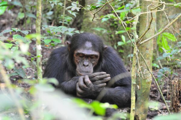 Uganda Chimpanzee Safaris
