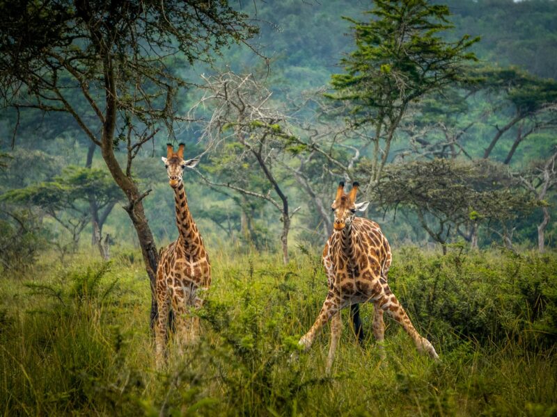 lake-mburo-national-park-giraffes (1) lake-mburo-national-park-giraffes (1)