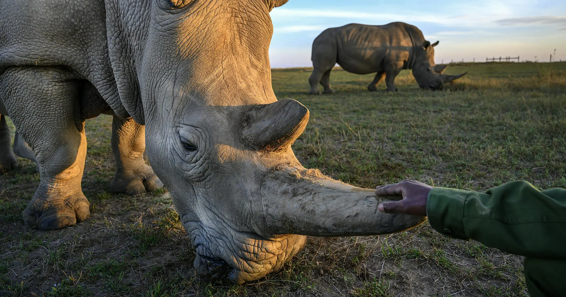 Ol Pejeta Conservancy