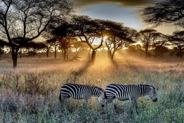 7-Day Tanzania Wildlife Safari