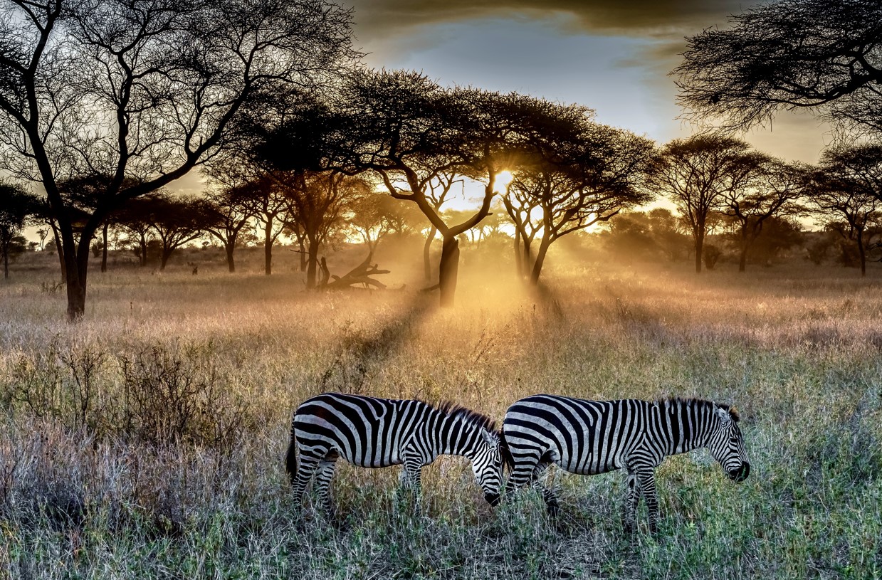 7-Day Tanzania Wildlife Safari