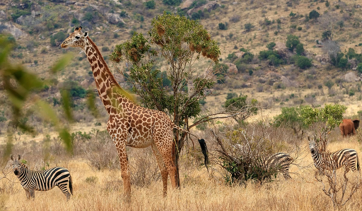 Tsavo West National Park