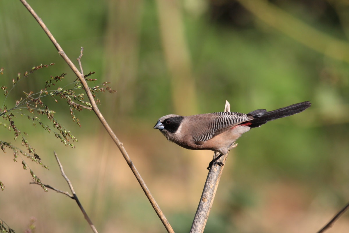 Birding in Samburu National Reserve