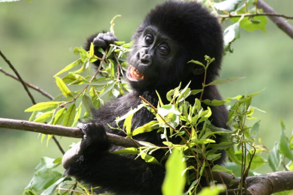 Gorilla Trekking Safaris Experiences