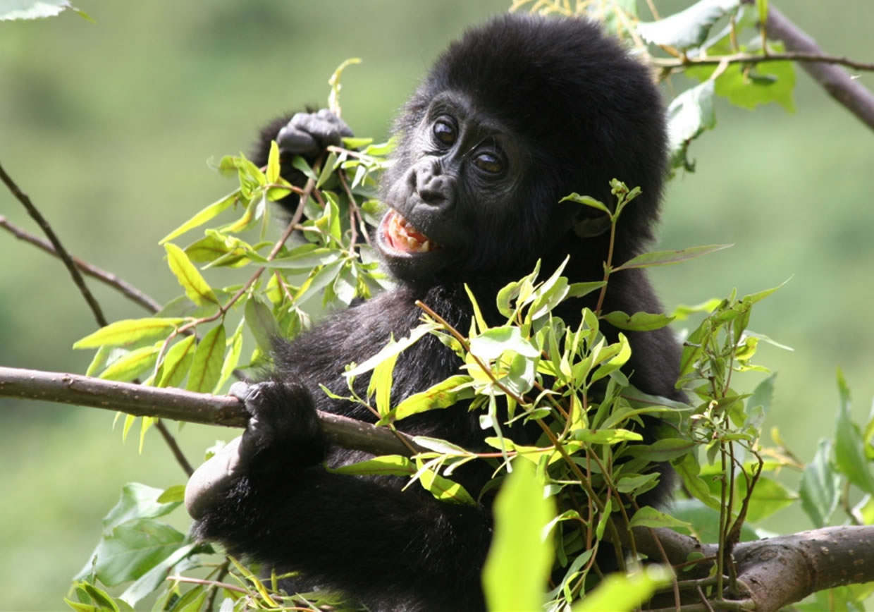 Gorilla Trekking Safaris Experiences