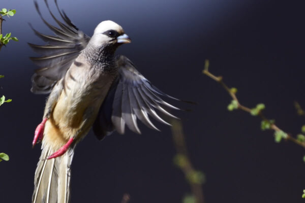 Kenya Birding Safaris