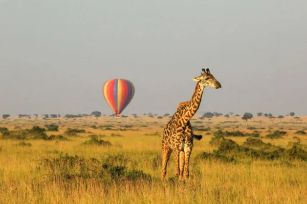 LGBTQ+ Safari Adventures