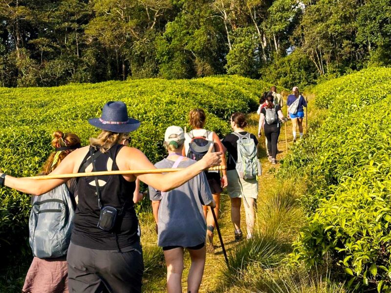 Rwanda Guided Safaris Rwanda Guided Safaris