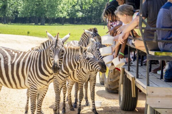 Student Safari Adventures.