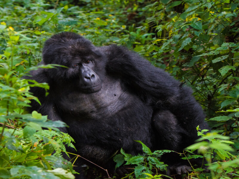 Rwanda Safari Adventures Rwanda Safari Adventures