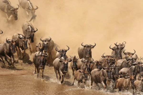 great migration