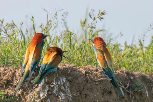 Bird Watching Safari