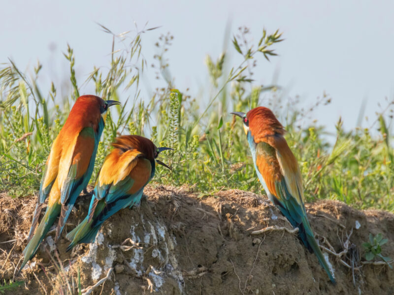 Bird Watching Safari Bird Watching Safari