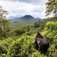 1-day-rwanda-gorilla-trek