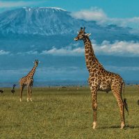 Amboseli-National-Park-2