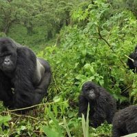 Bwindi-Impenetrable-Forest-National-Park