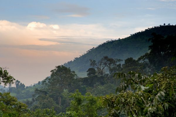 In-search-of-Bwindi’s-birds-and-waterfalls